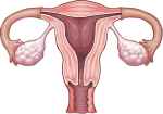 uterus-fallopain-ovary-120507